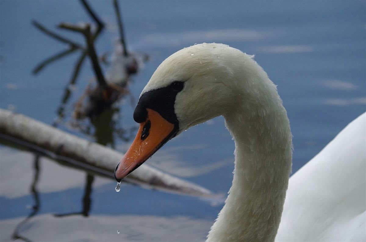 Nosey Nature Natter - The  Birds of the Twelve Days  of Christmas, 9 December | Event in Macclesfield | AllEvents
