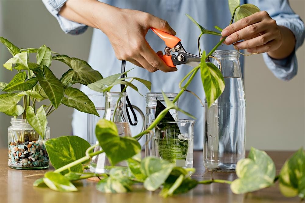 Plant and Propagation Sip and Swap- Hosted by Green Eyed Vines, 27 June | Event in Fredericksburg | AllEvents