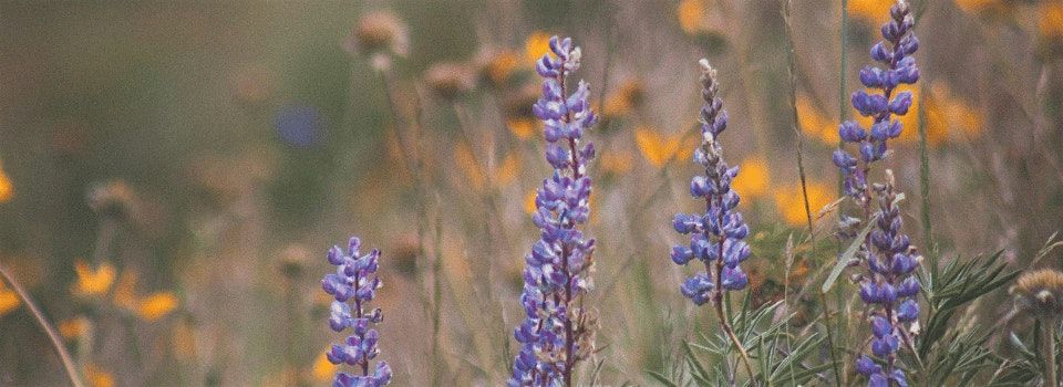 Among the Wildflowers Day Retreat with Melissa Potter, 3 May | Event in Mosier | AllEvents