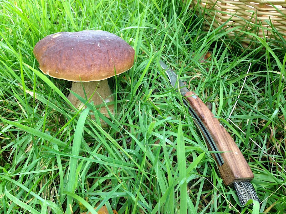 Foraging for beginners - Fungi and more!, 4 October | Event in Manchester | AllEvents
