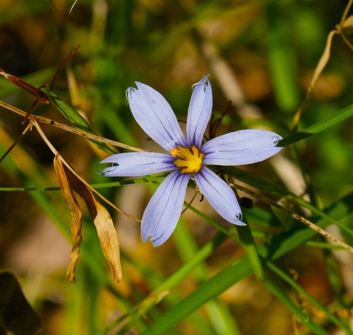 Spring Blooms at Sunset, 18 April | Event in Immokalee | AllEvents