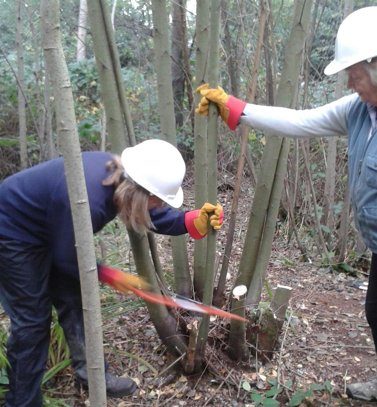 Practical Skills for Managing Small Woodland 2025, 7 November | Event in Dorking | AllEvents