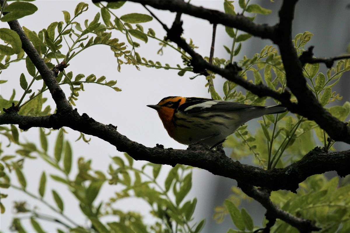 Sunset Bird Walk | Event in Queens | AllEvents