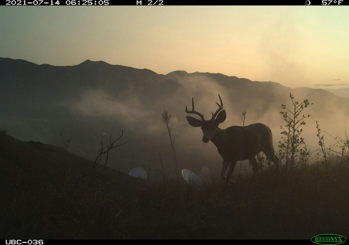 Wildlife After the Woolsey Fire: Research Images on Display, 1 July | Event in Thousand Oaks | AllEvents