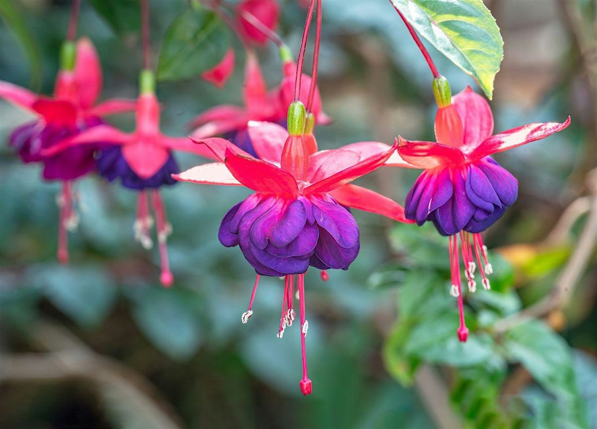 Growing Fuchsias with the Oregon Fuchsia Society at Division, 24 August | Event in Portland | AllEvents