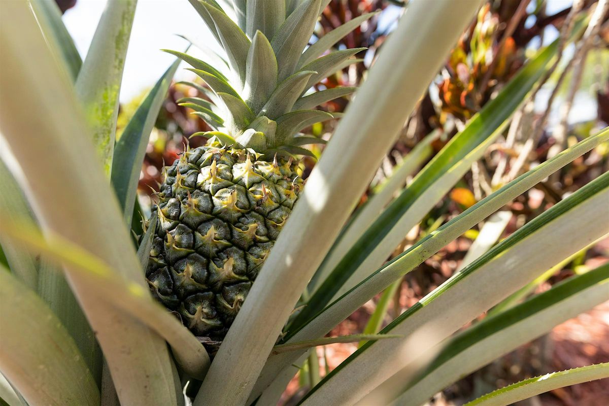 6-18-2025  Pineapple Propagating:  Cultivating Sweet Success, 18 June | Event in Odessa | AllEvents