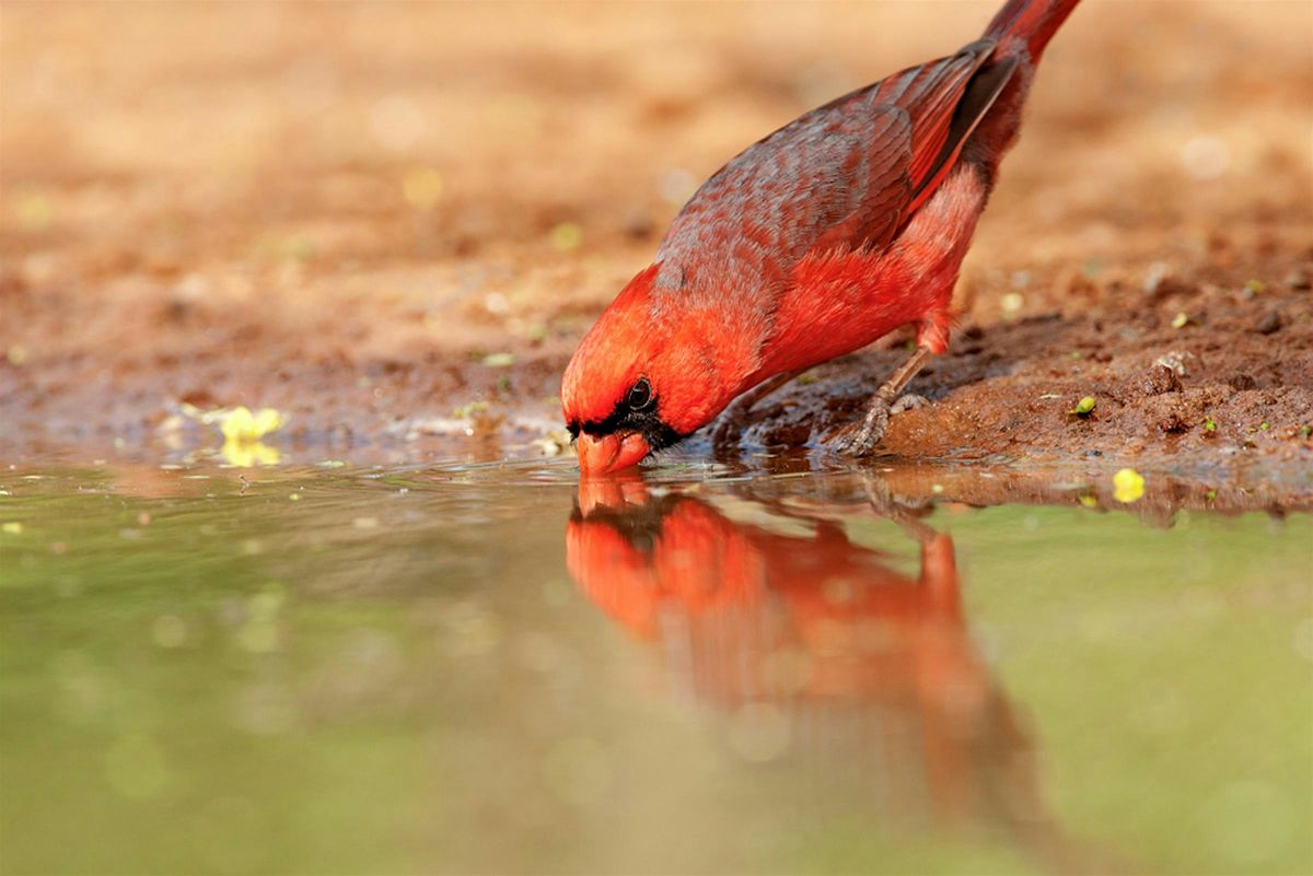Texas, Birds, and Water, 16 August | Event in Cedar Hill | AllEvents