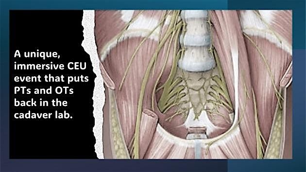 Pelvic Floor Cadaver Anatomy: In-Depth Cadaver Exploration | Pelvic Floor, 26 July | Event in Philadelphia