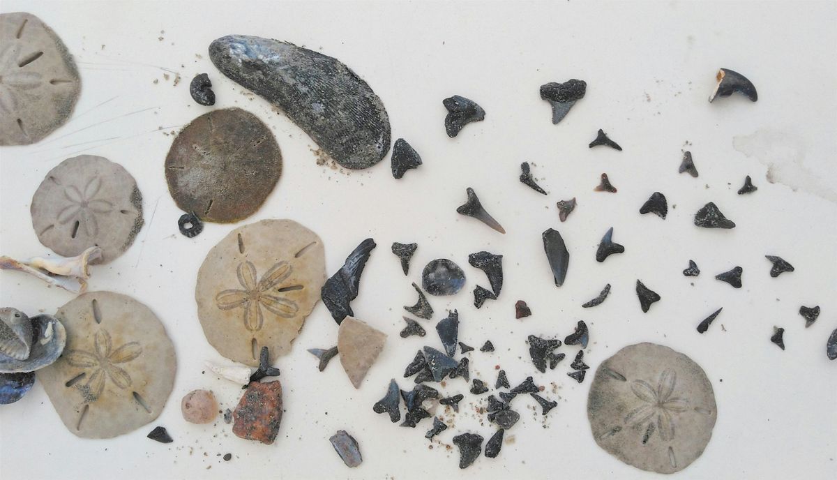 Create & Learn: Shark Tooth Necklaces, 6 November | Event in Charleston | AllEvents
