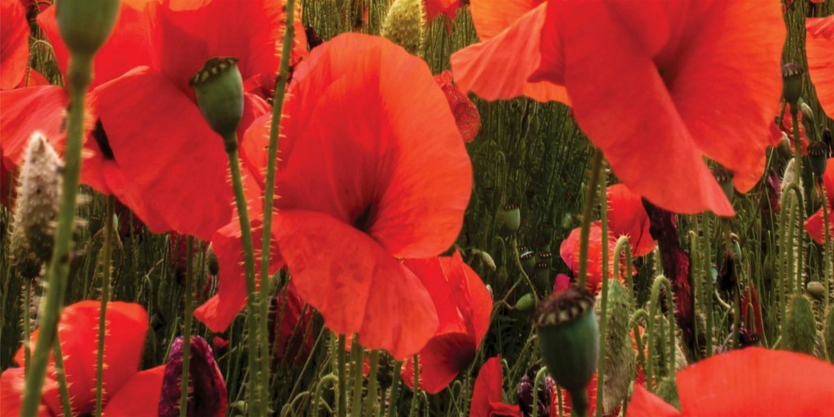 Cascadia Remembers: Poppies, Tulips and Maple Leaves, 9 November | Event in Abbotsford | AllEvents