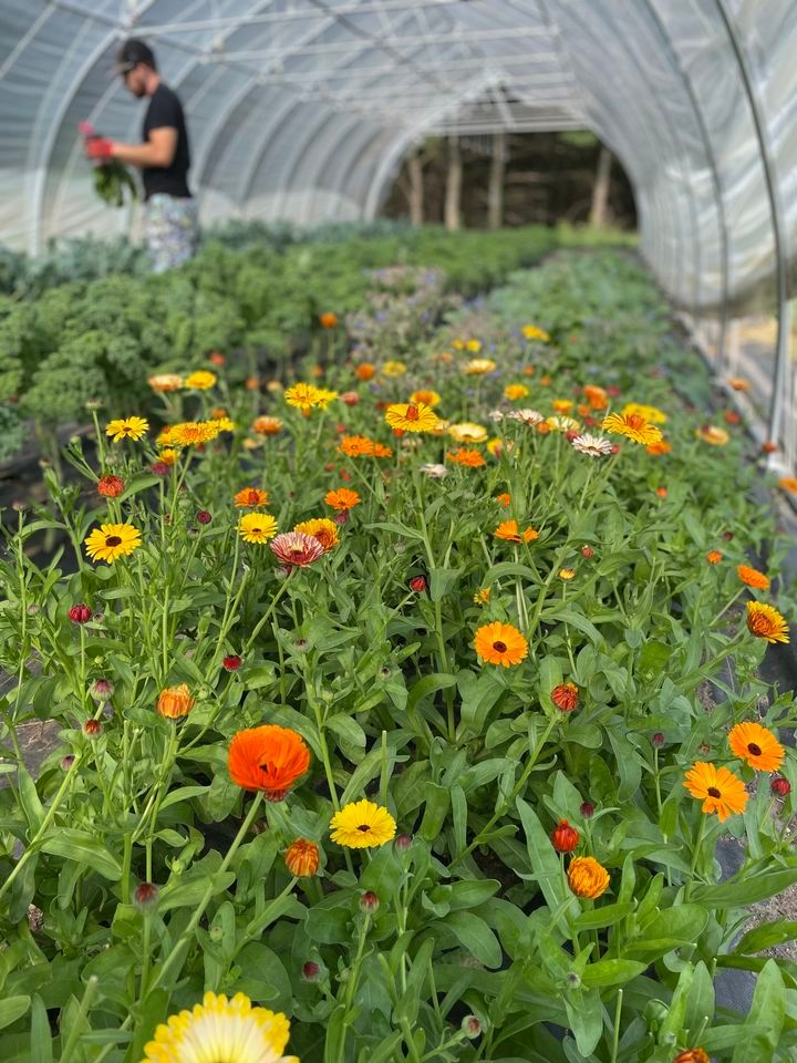 2nd Annual Certified Organic Plant Sale A three week gardening event!, Lakeview Hill Farm