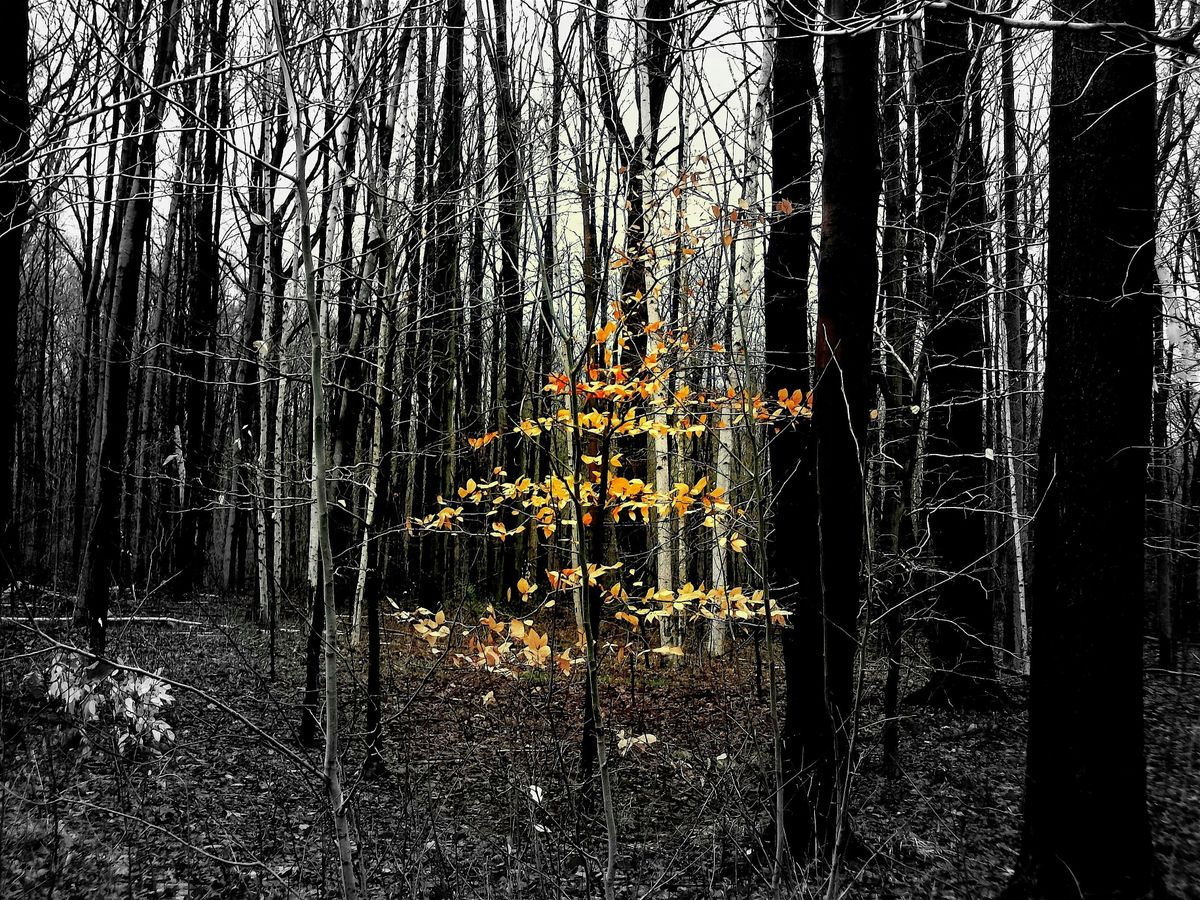 Ancestor Journey with Third Tone Project, 1 November | Event in Montpelier | AllEvents