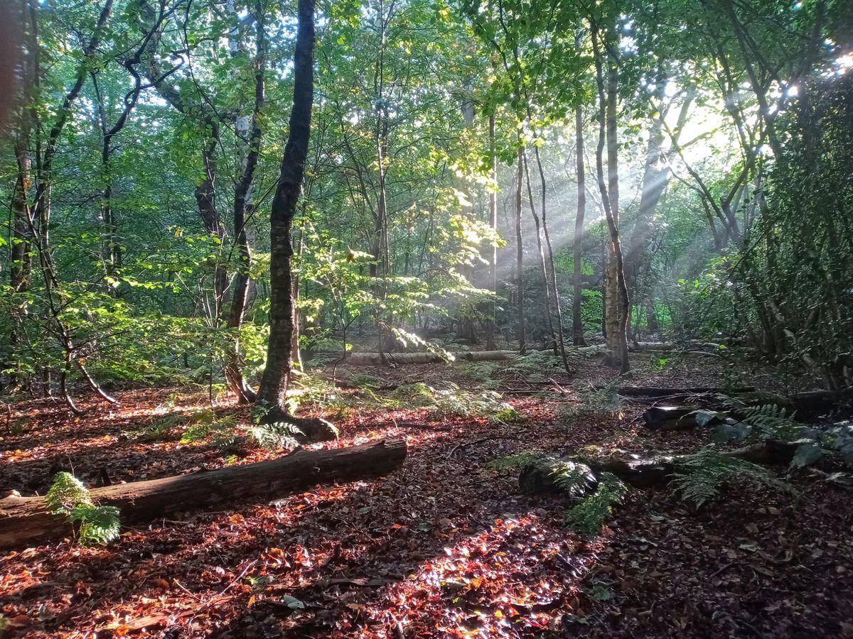Midwinter Forest Bathing at Spud Wood, Lymm, Cheshire, 29 December | Event in Lymm | AllEvents