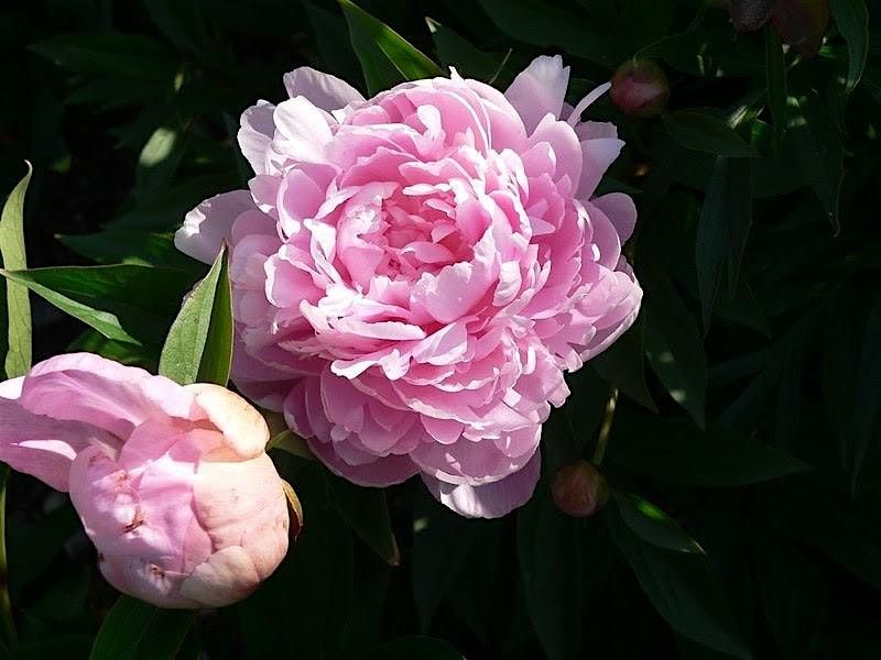Learn to Grow: Fall & Winter Propagation, 17 September | Event in Waynesville | AllEvents