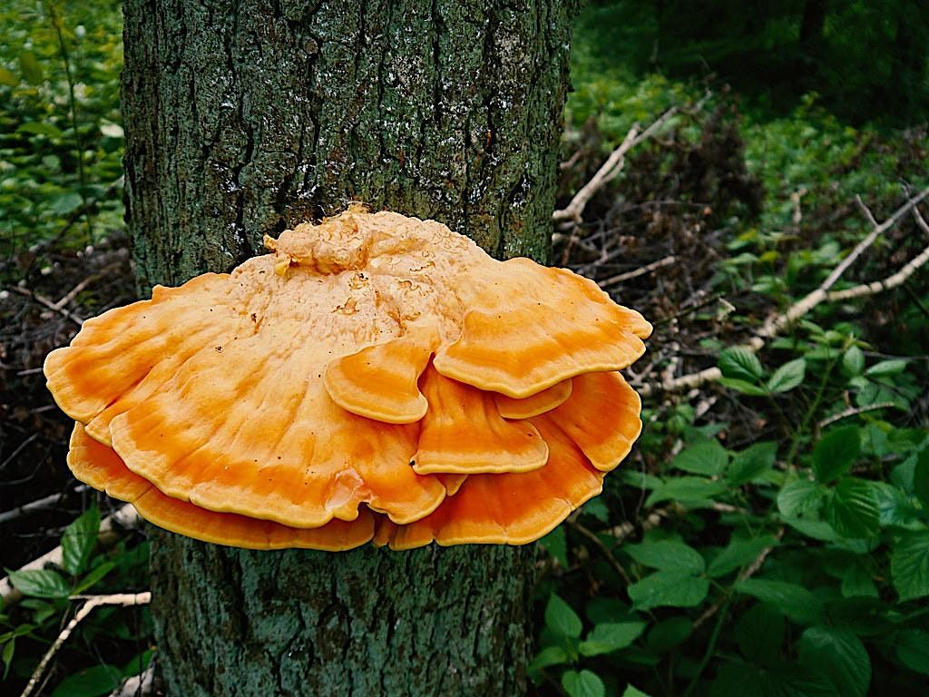 Fungus Among Us: Tree ID for Mushroom Hunters [Field Trip] w/Jared Urchek, 6 September | Event in Jefferson