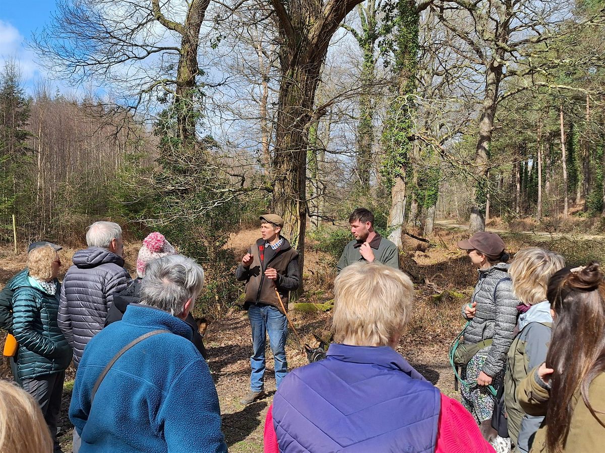New Forest Walking Festival 2025: Commoning walk in the New Forest, 31 October | Event in Lyndhurst | AllEvents