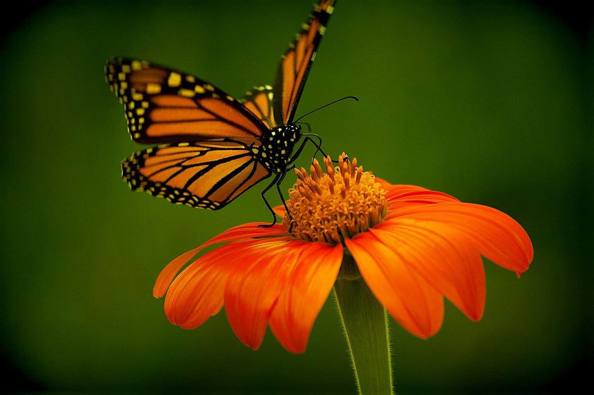 Massachusetts Monarchs: A Summer Resident's Remarkable Story, 28 May | Event in Swampscott | AllEvents