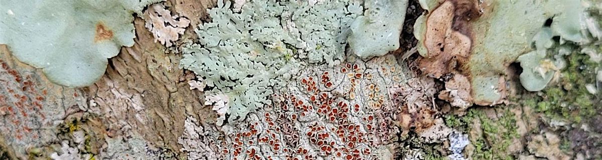 10-25-2025  Lichens - What's Not to Like?, 25 October | Event in Dade City | AllEvents