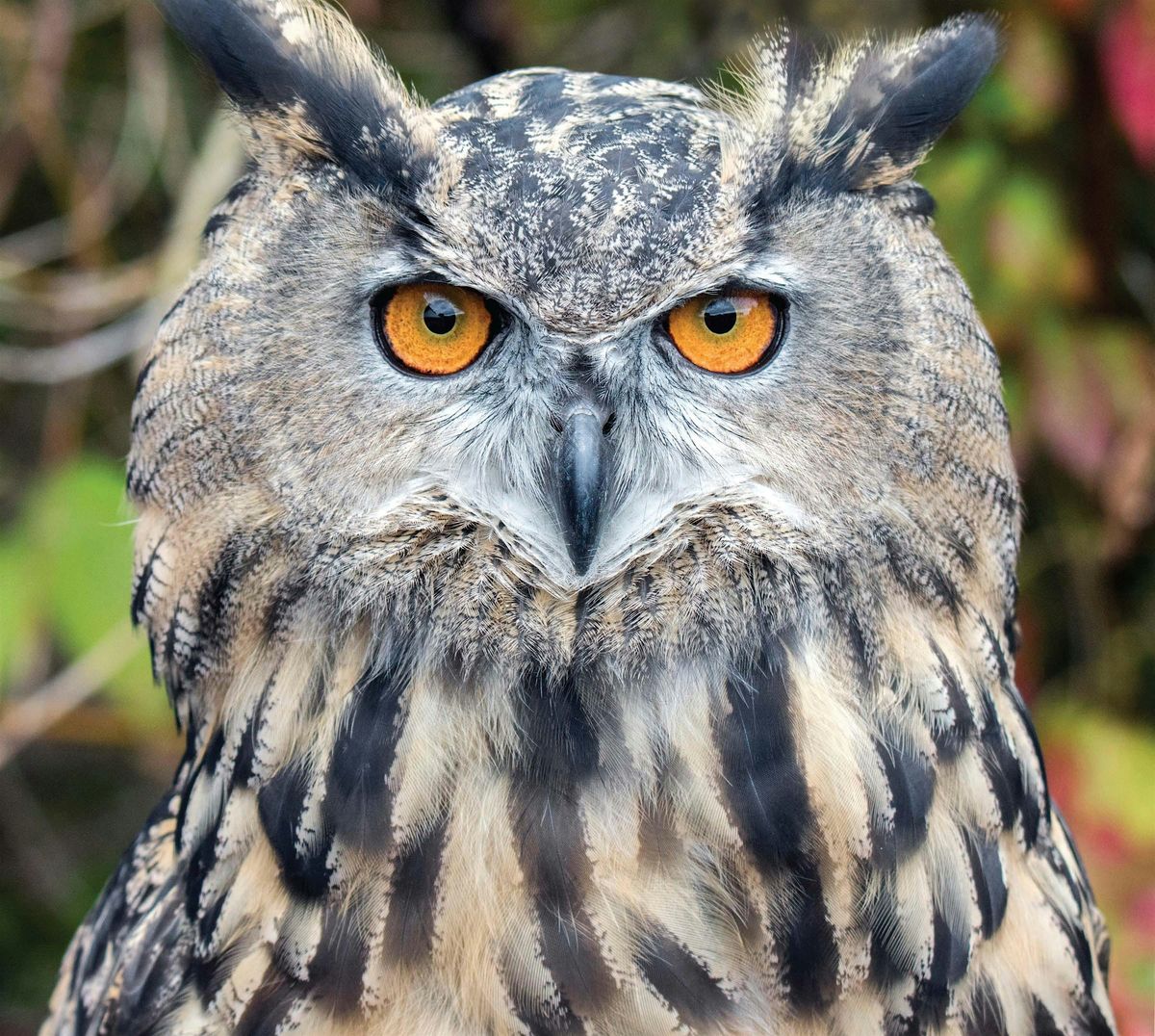 Raptor Weekend 2025, 6 September | Event in Bristol | AllEvents