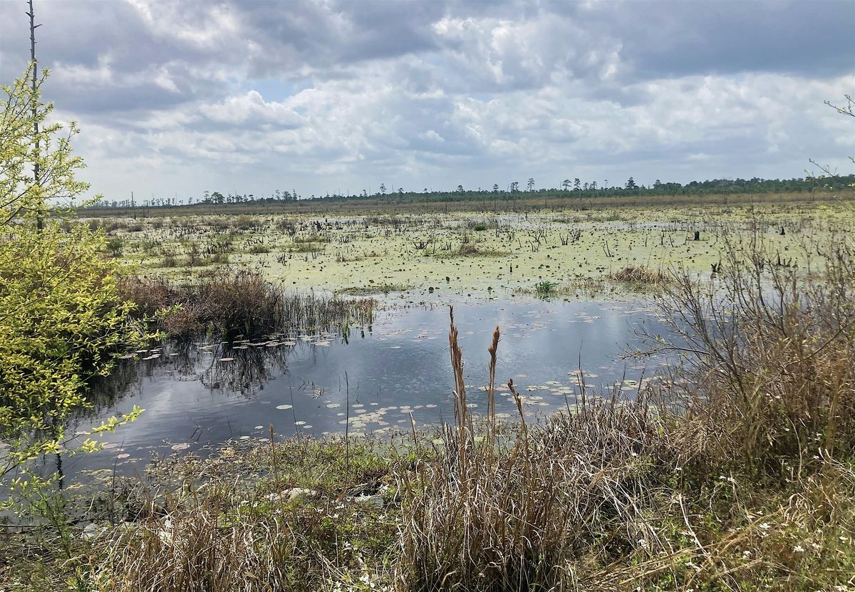 Wetland Treasure Tour: Holly Shelter Game Land, 17 May | Event in Rocky Point | AllEvents