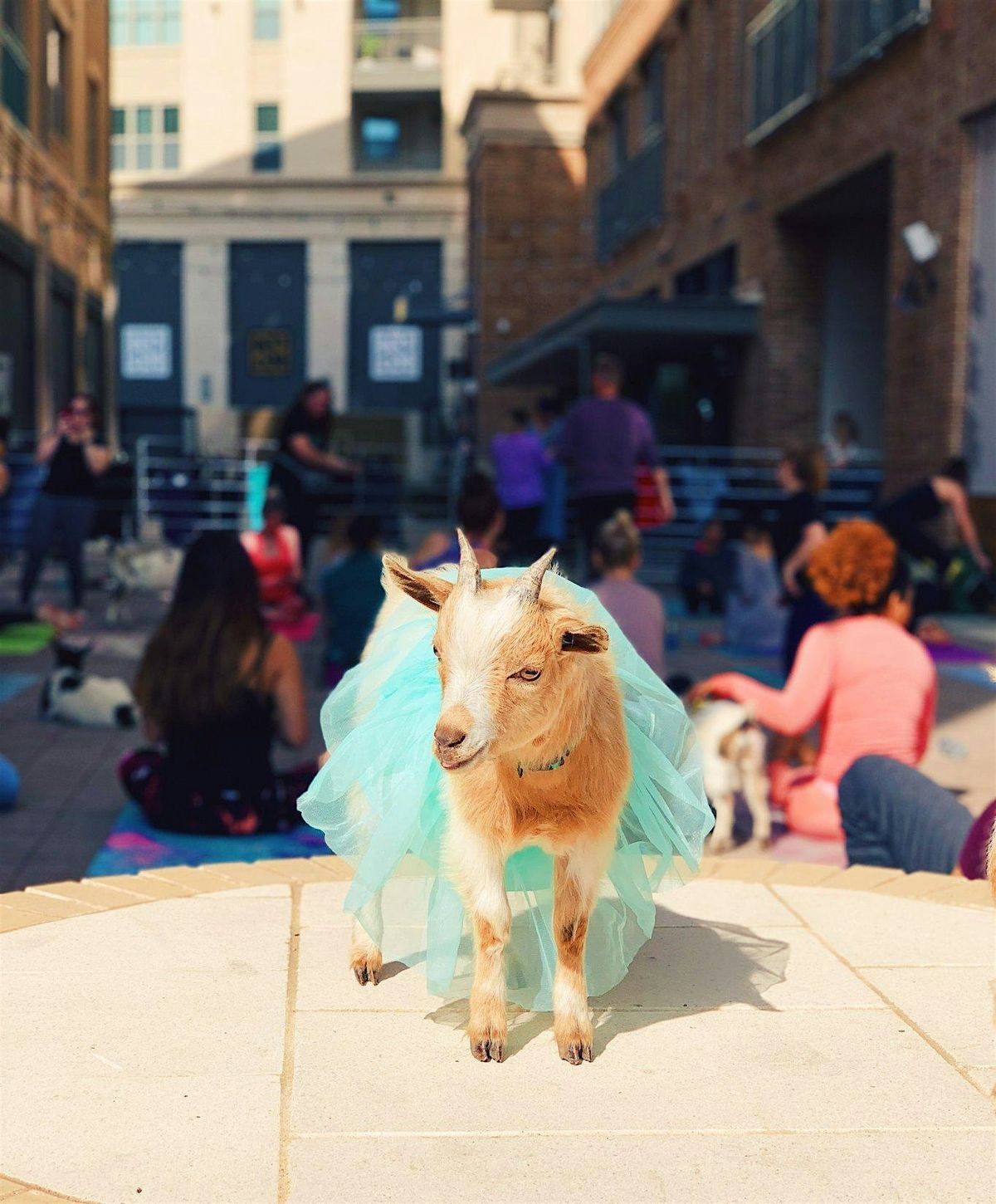 Halloween Costume Goat Yoga Las Colinas!, 25 October | Event in Irving | AllEvents