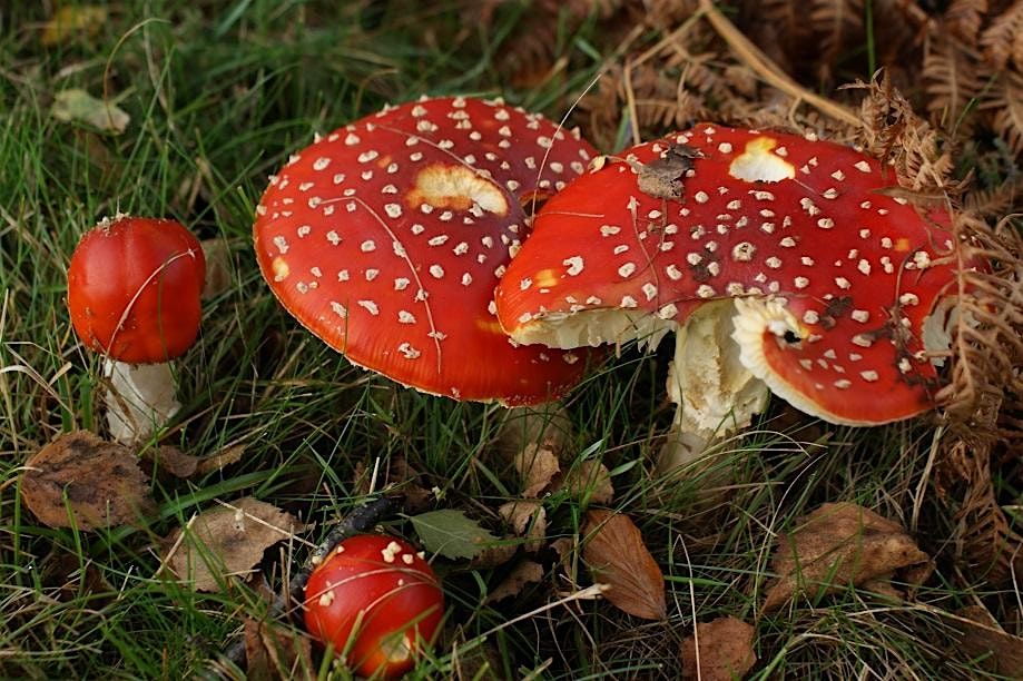 Exploring Fungi and Wild Food Guided Walk, 19 October | Event in Brockenhurst | AllEvents