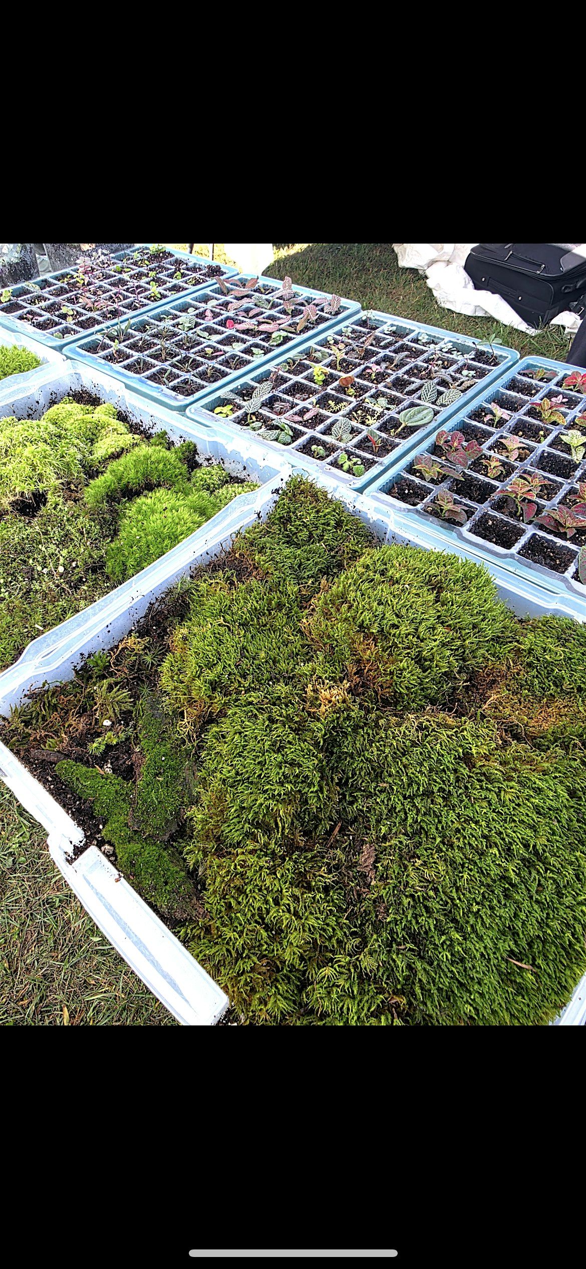 Terrarium Workshop, 5 November | Event in Washington | AllEvents