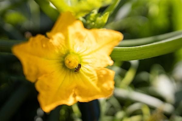 Pollinator-Friendly Vegetable Gardening  (Dig Local Jarboe Park), 7 June | Event in Neptune Beach | AllEvents