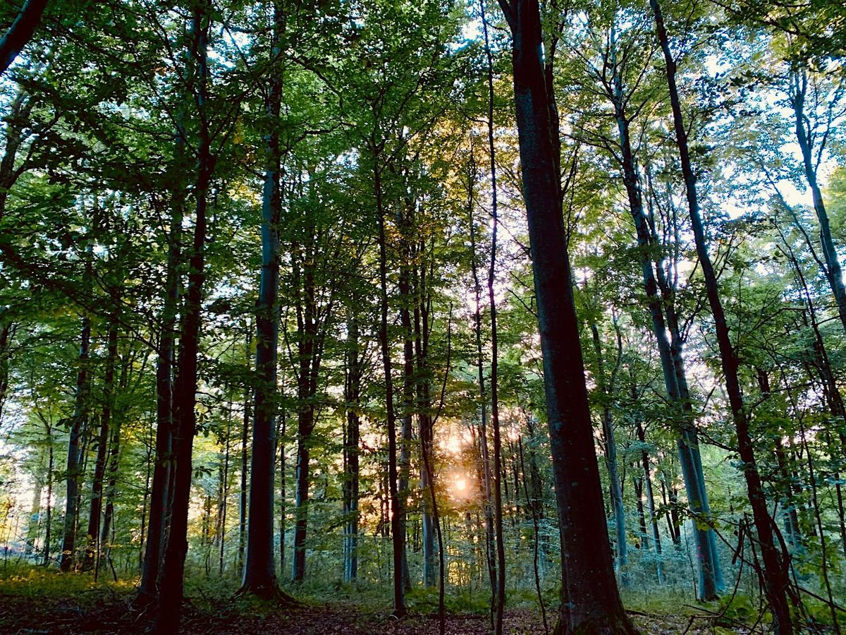 Free Community Forest Therapy, Monthly at Stockwood Open Space, 18 October | Event in Bristol | AllEvents