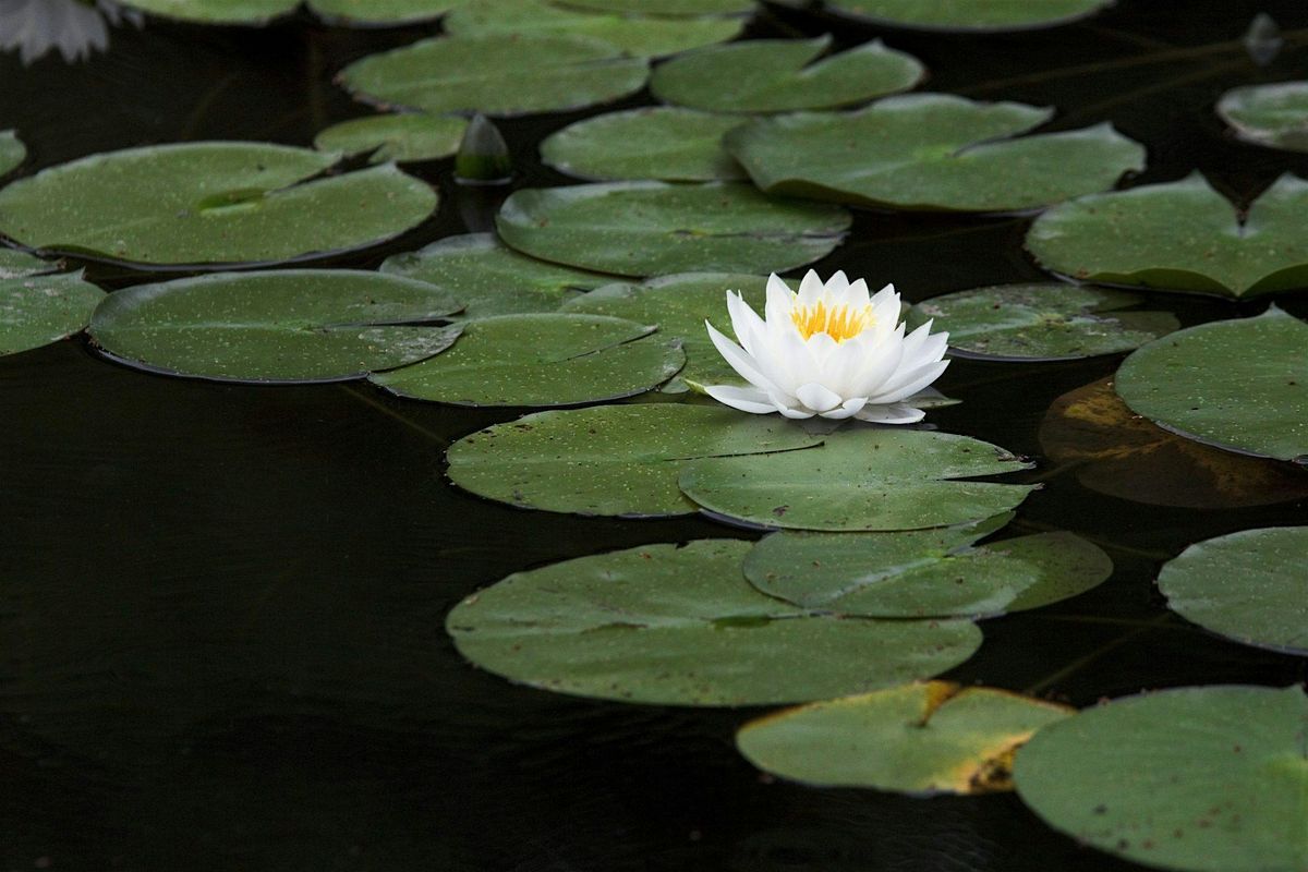 2025 South Carolina Aquatic Plant Management Society Conference, 13 October | Event in North Myrtle Beach