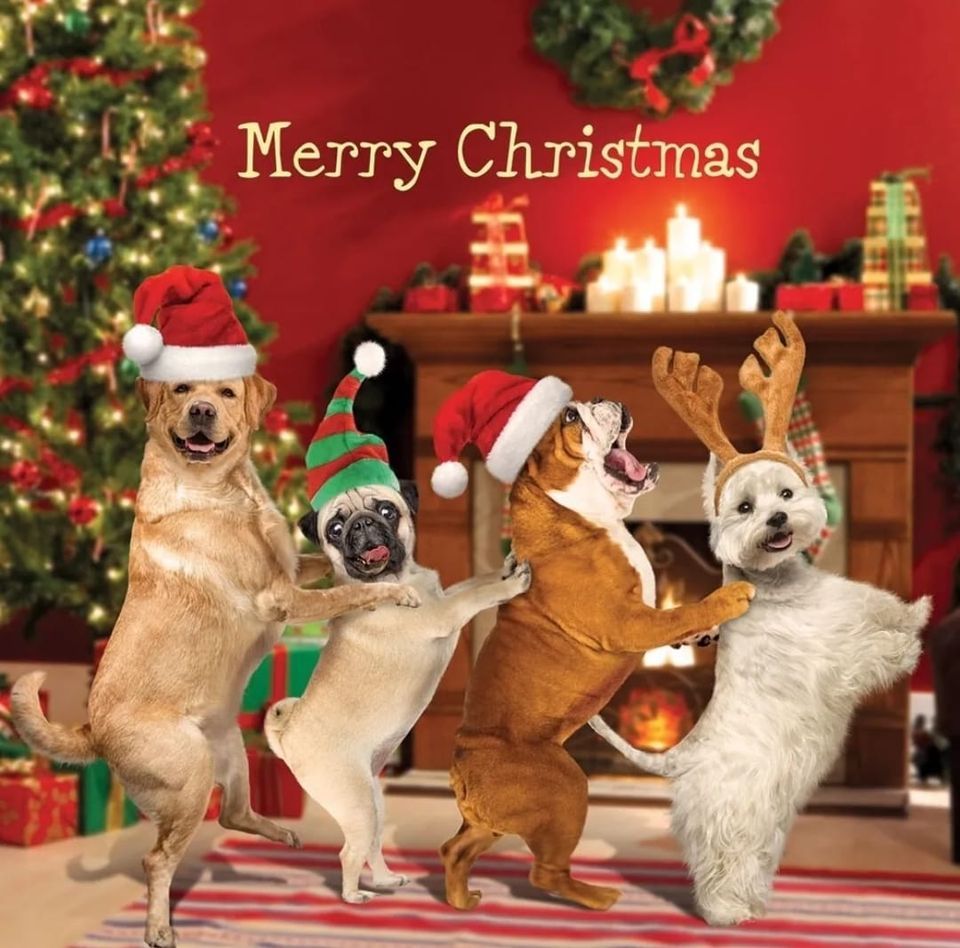 Xmas Dog Walk, Hamhill Country Park, Yeovil, December 10 2023