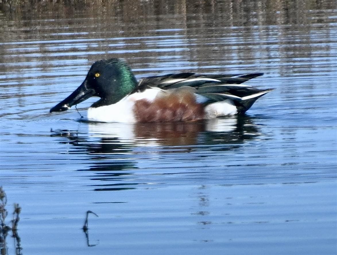 Spring Baylands Bioblitz with Environmental Volunteers, 17 May | Event in Palo Alto | AllEvents