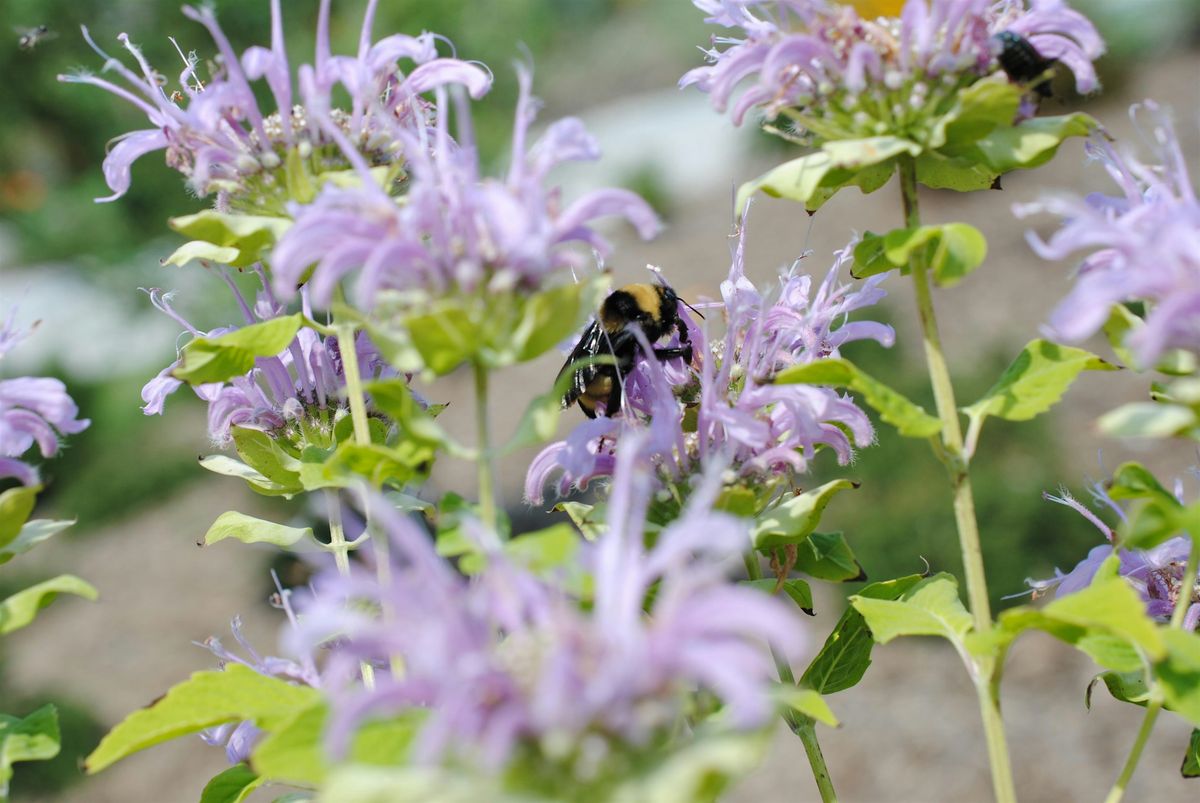 Pollinator Plants, 18 August | Event in Cape Carteret | AllEvents