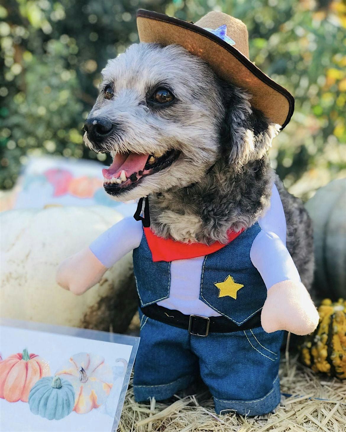 Howl-o-ween Dog Costume Contest | Event in Lafayette | AllEvents