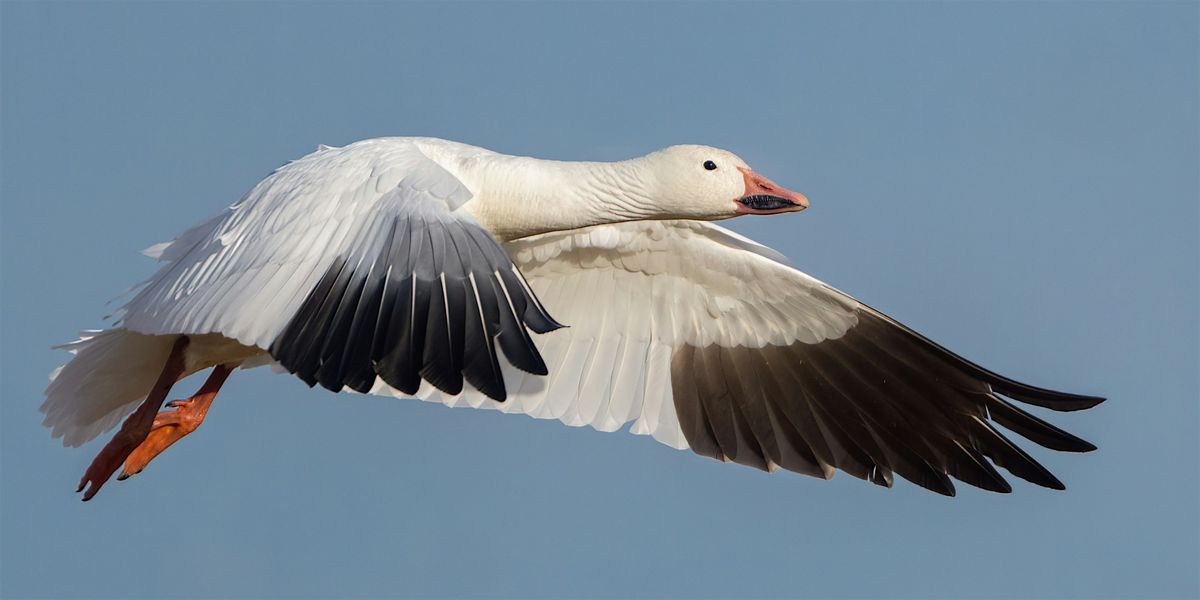 Fall Migration, Who is Coming and Who is Leaving (18+), 28 September | Event in Niagara Falls | AllEvents