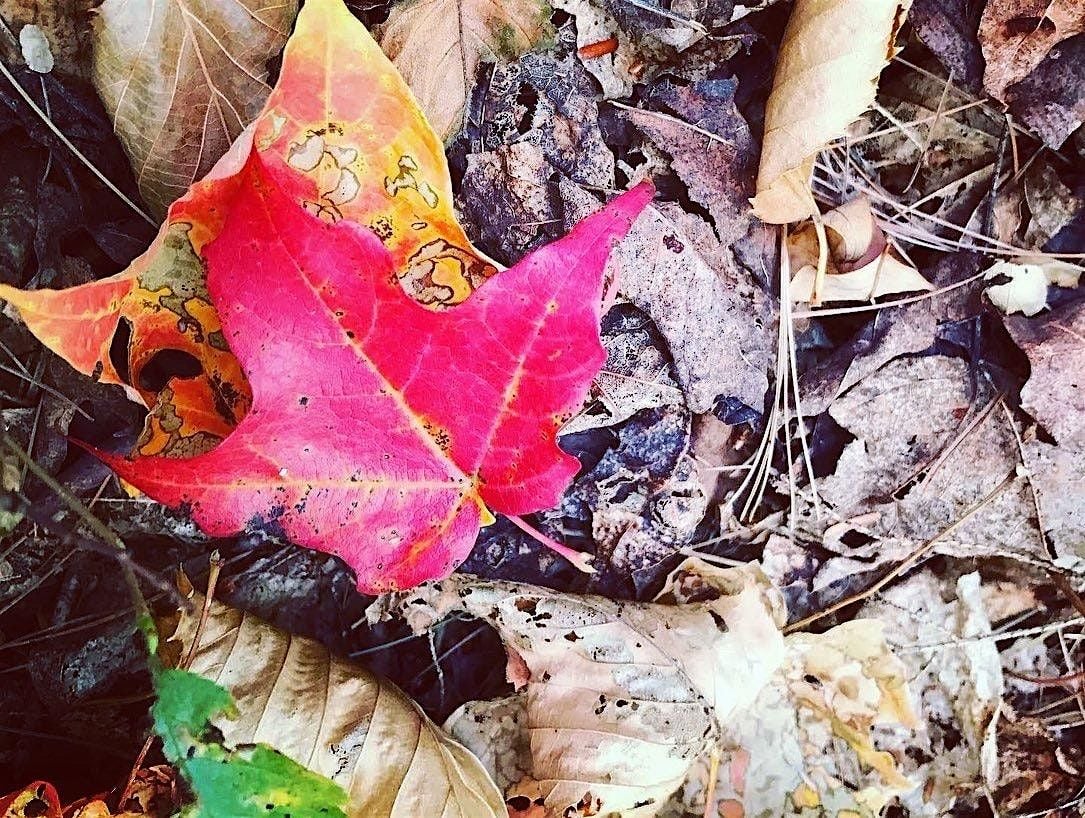 Ink & Elevation: Full-Day Writing & Wilderness Workshop | Event in Stowe | AllEvents