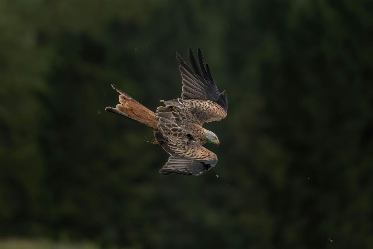 Red Kite and Red Squirrel Wildlife Photography Workshop, 10 January | Event in Doune | AllEvents