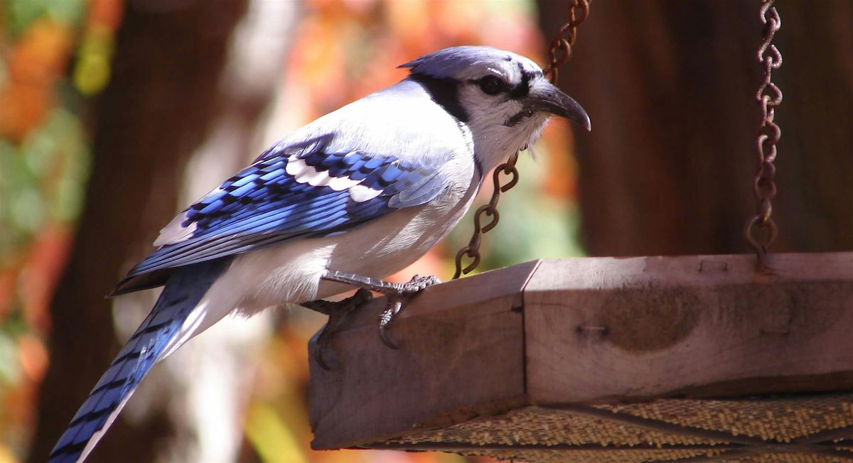 Bird Hike in South Side Park, 1 September | Event in Pittsburgh | AllEvents