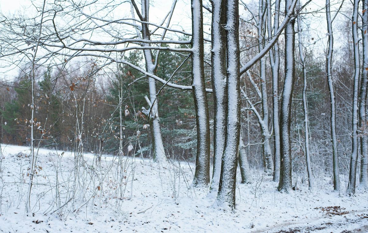 Winter Tree Identification Course, 16 November | Event in Norwich | AllEvents