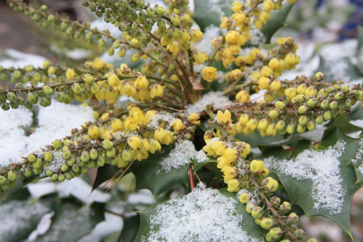 Celebrating the Winter Garden, 4 October | Event in Lee | AllEvents