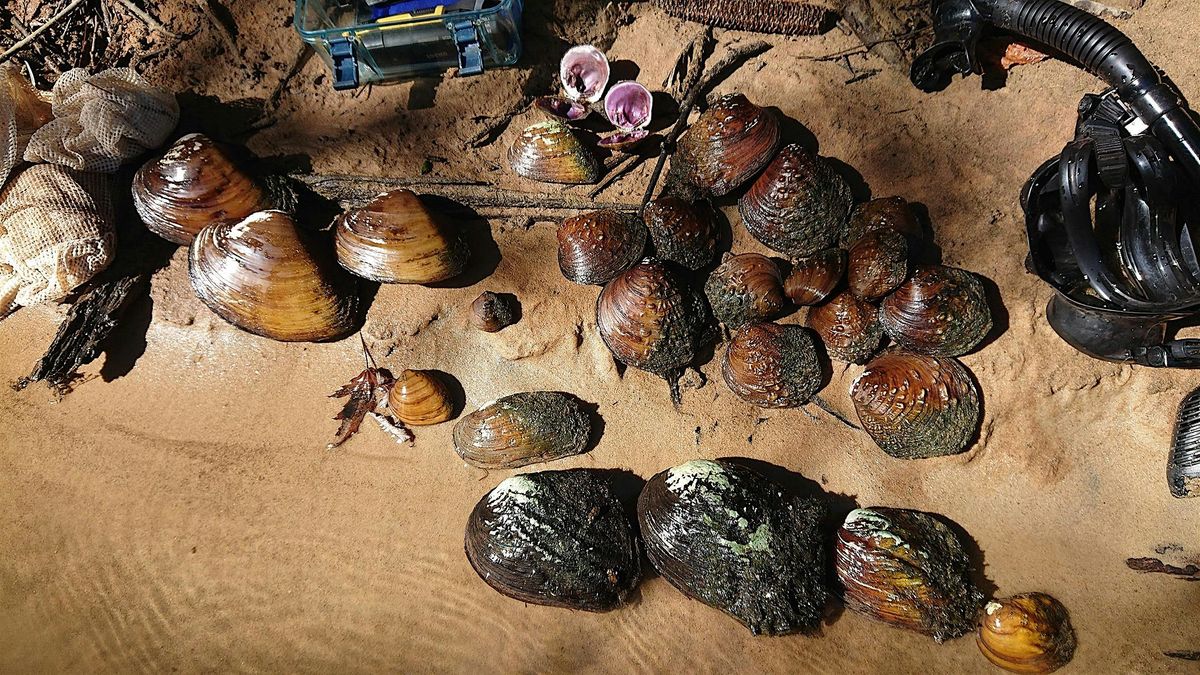 LSU Science Cafe: The Secret Lives of Freshwater Mussels, 29 July | Event in Baton Rouge | AllEvents