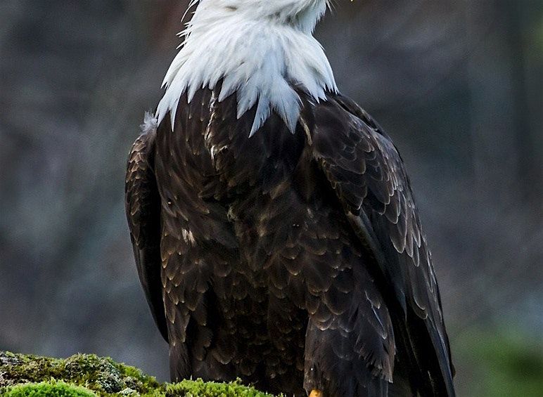 Amr Goes Hairy | Event in Sydney Olympic Park | AllEvents