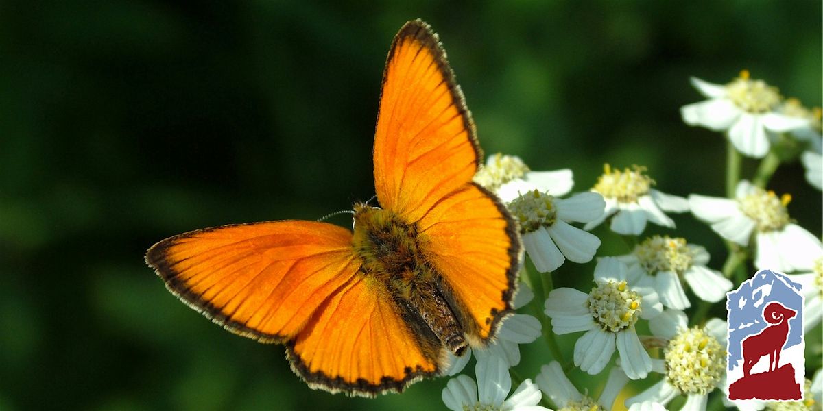 Introduction to Butterflies of Rocky Mountain National Park, 24 July | Event in Estes Park | AllEvents