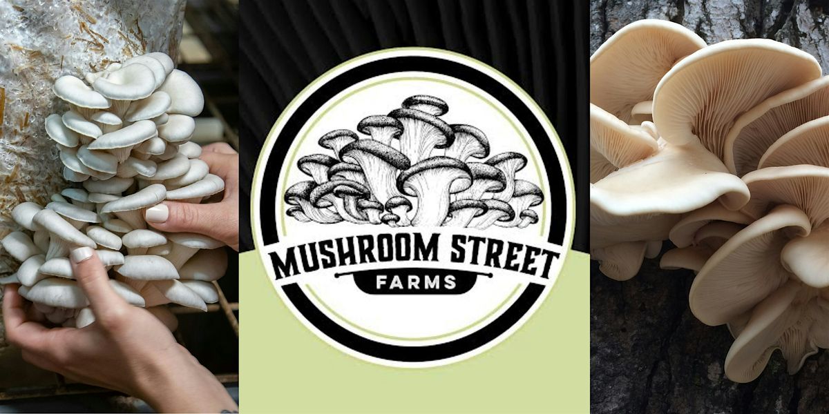 Workshop:  Blue Oyster Mushrooms, 18 October | Event in Dallas | AllEvents