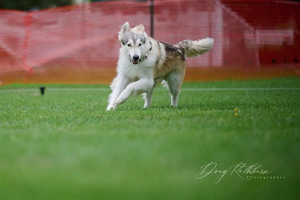 Ulti-Mutt Dog Day, 28 September | Event in Merrimack | AllEvents