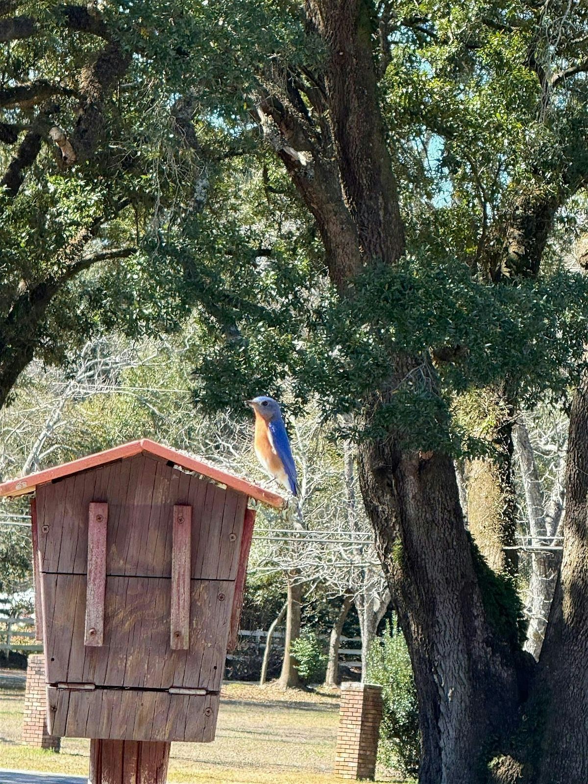 10/6/2025  Attracting Birds to your Backyard, 6 October | Event in New Port Richey | AllEvents