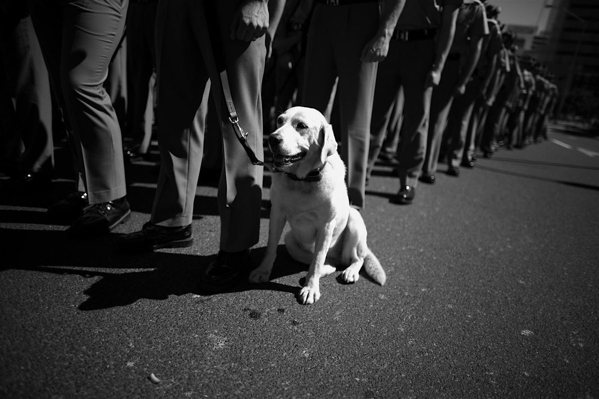 PAWS for Hope and Understanding: service dogs for veterans, 18 January | Event in Brisbane City | AllEvents