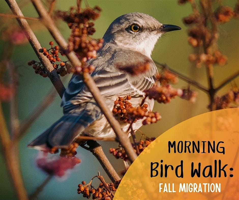 Family Migratory Bird Walk: Fall Migration, 28 September | Event in Ansonia | AllEvents