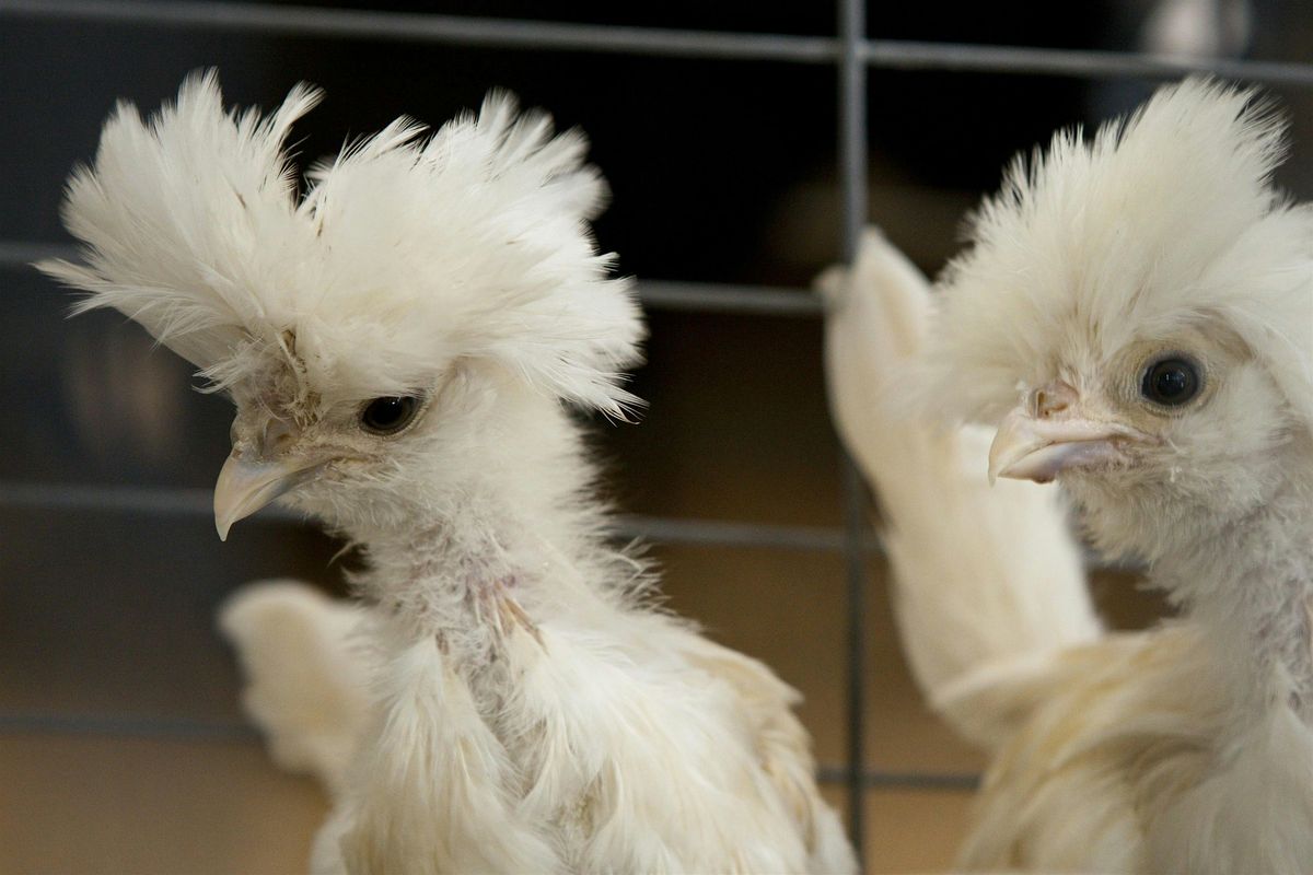 Keeping Backyard Chickens- Saturday, May 17th, 10am | Event in Saint Cloud | AllEvents