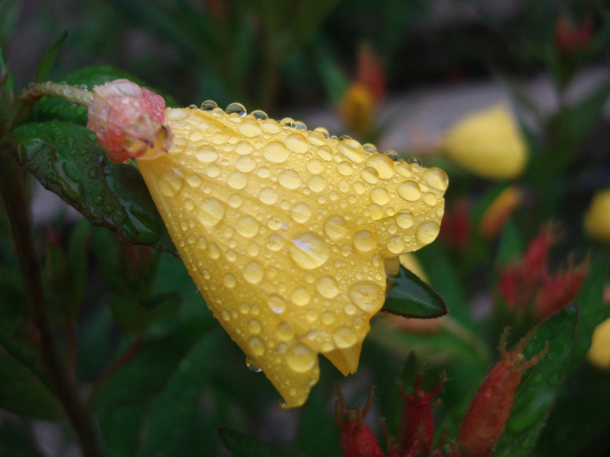 Down to Earth Community Fundraiser Plant Sale, 10 May | Event in Lexington | AllEvents
